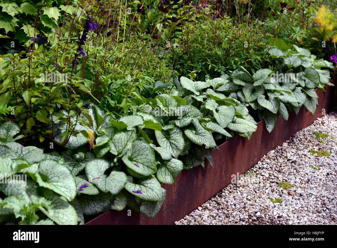 Brunnera macrophylla Jack frost edging edge bed border raise raised bed