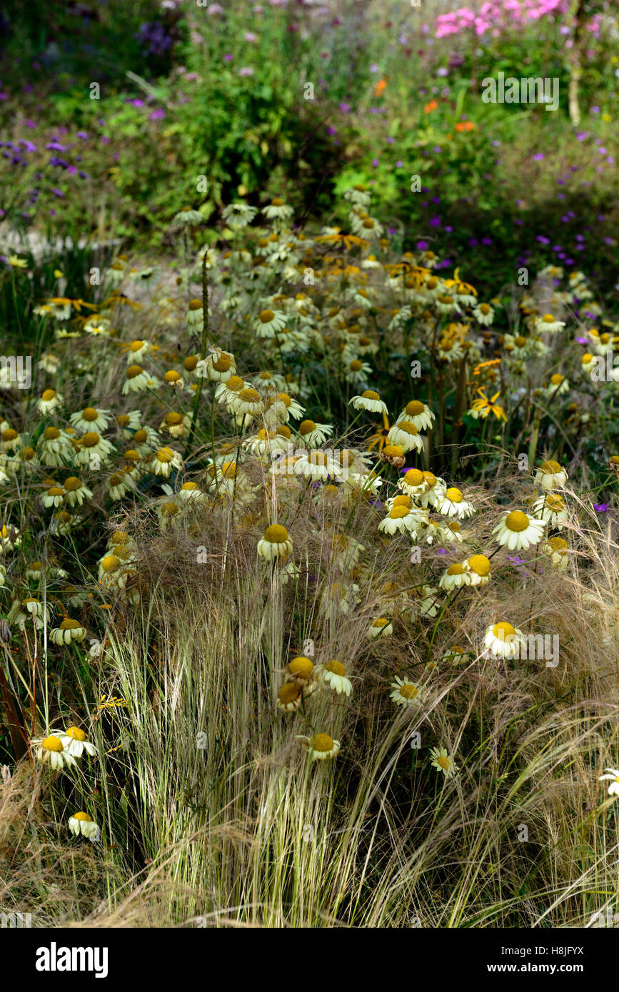 Anthemis tinctoria E C Buxton Dyer's chamomile daisy daisies yellow perennial herbaceous planting garden grass grasses RM Floral Stock Photo