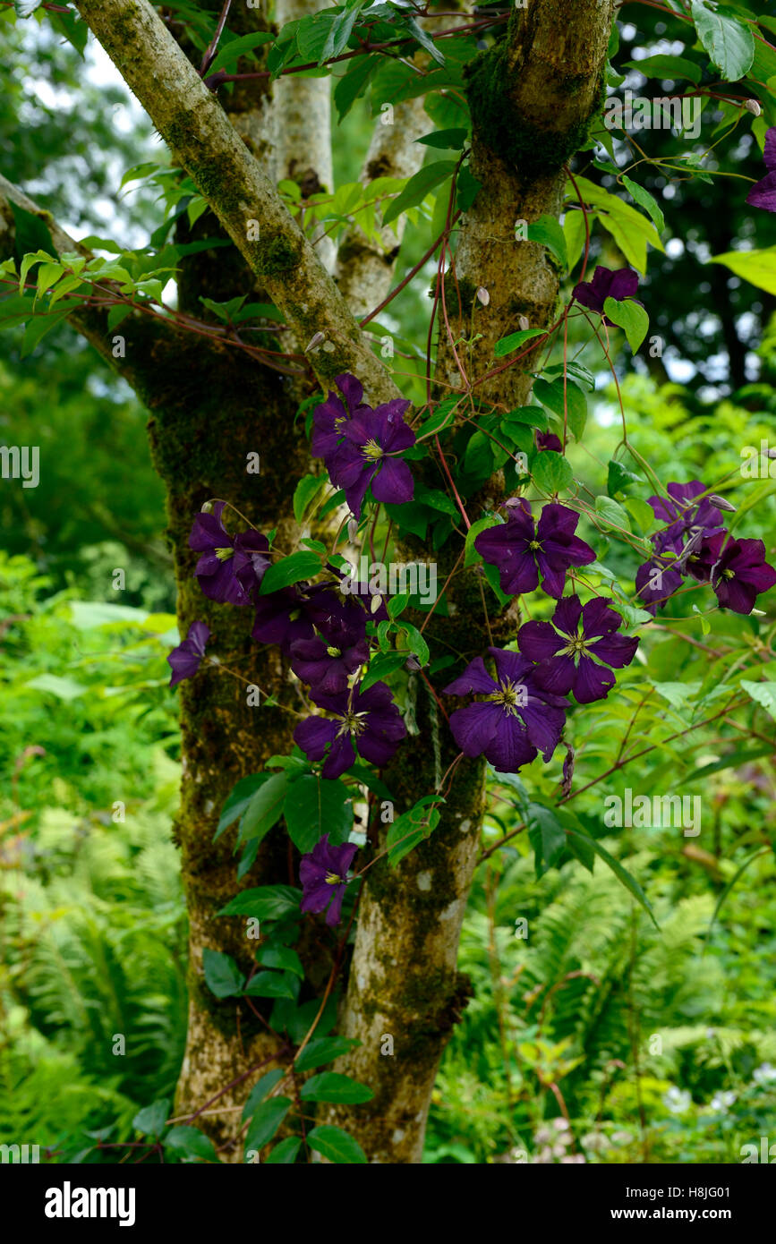 clematis etoile violette purple flowers climb climber scrambling scramble ramble cover tree flowering creeper RM Floral Stock Photo