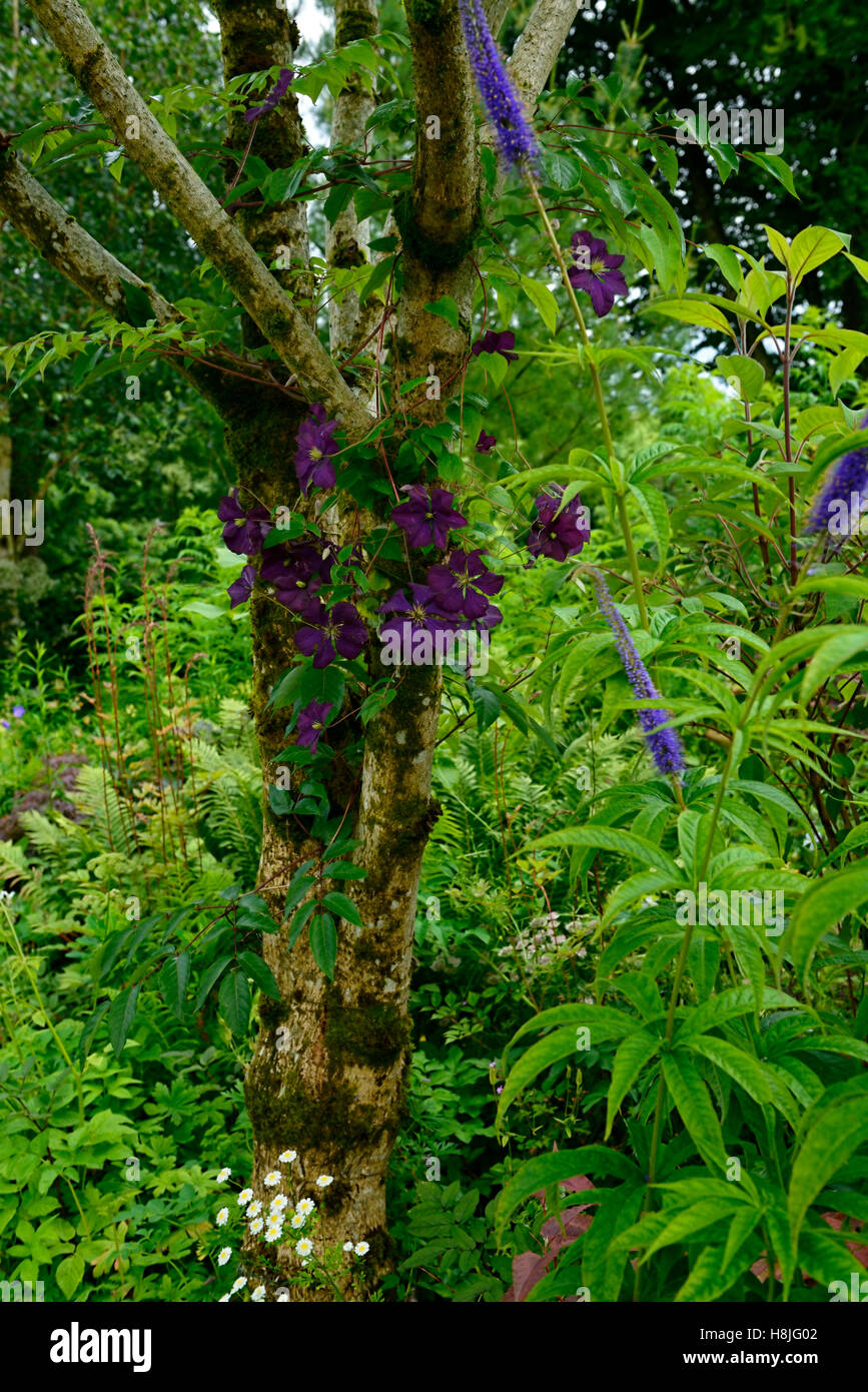 clematis etoile violette purple flowers climb climber scrambling scramble ramble cover tree flowering creeper RM Floral Stock Photo