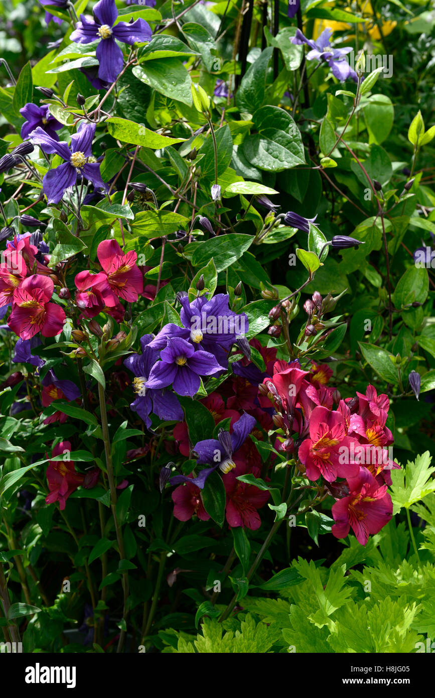 clematis macropetala alstroemeria blue pink flowers flower flowering mix mixed perennials combination climber bed border Stock Photo