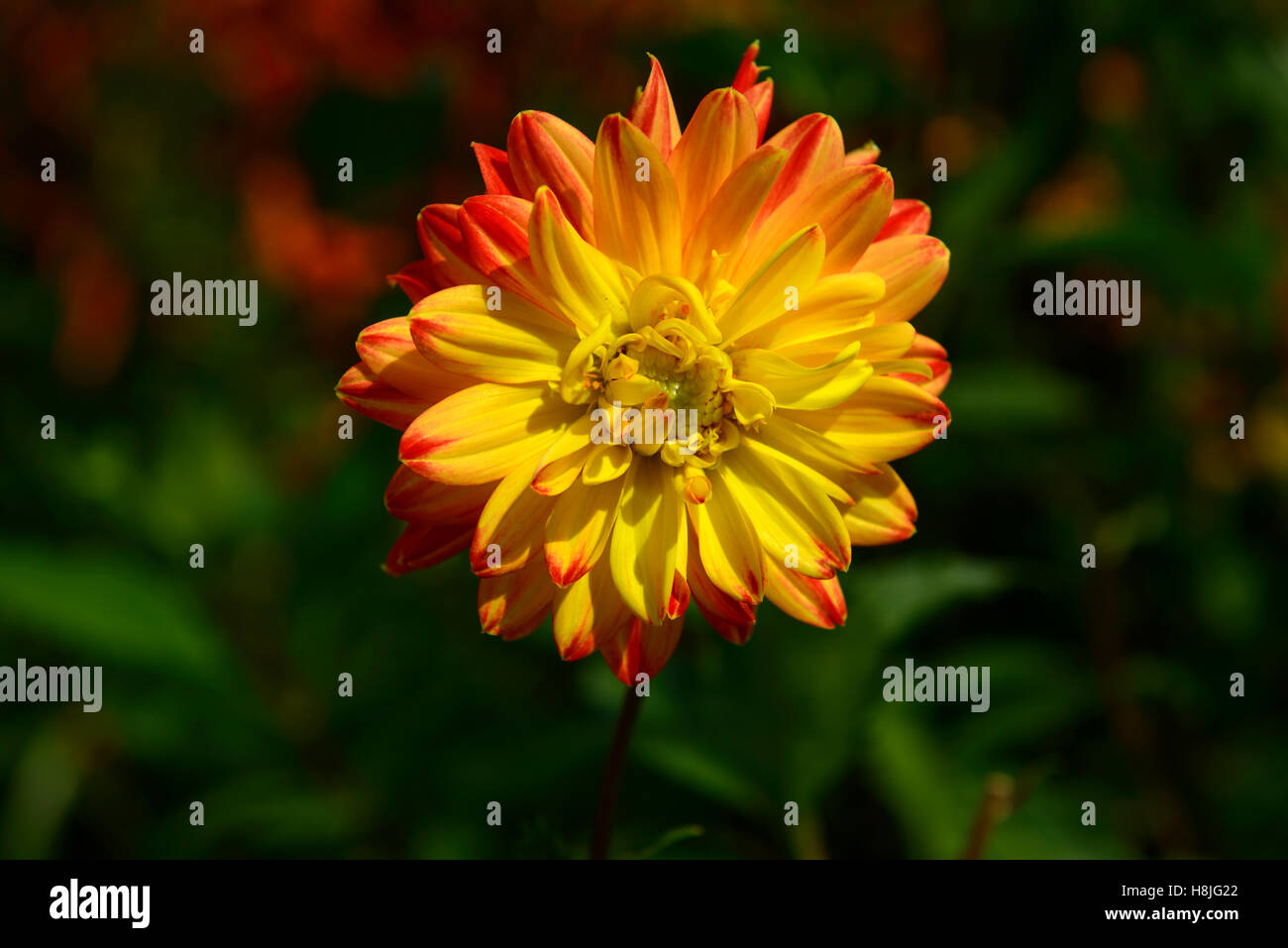 dahlia decorative procyon red yellow flower flowers flowering perennial RM Floral Stock Photo