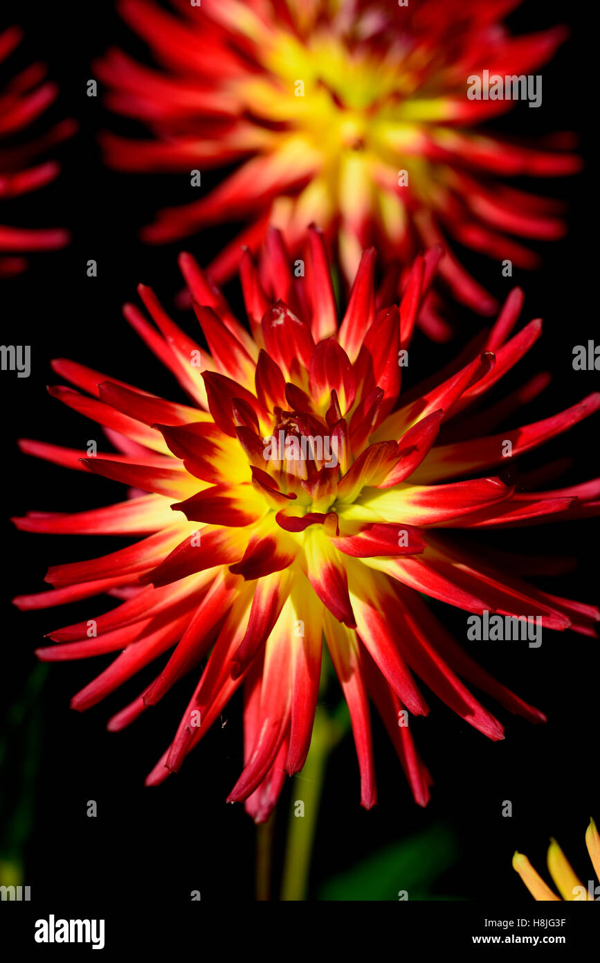 dahlia weston spanish dancer cactus dahlias red yellow double blooms flower flowers flowering RM Floral Stock Photo