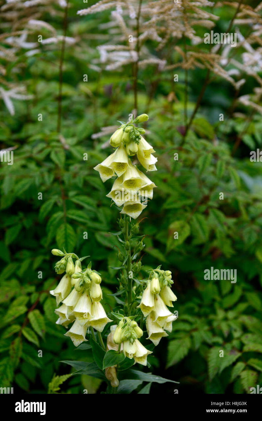 Digitalis grandiflora syn ambigua foxglove foxgloves yellow flower flowers flowering perennial perennials RM Floral Stock Photo