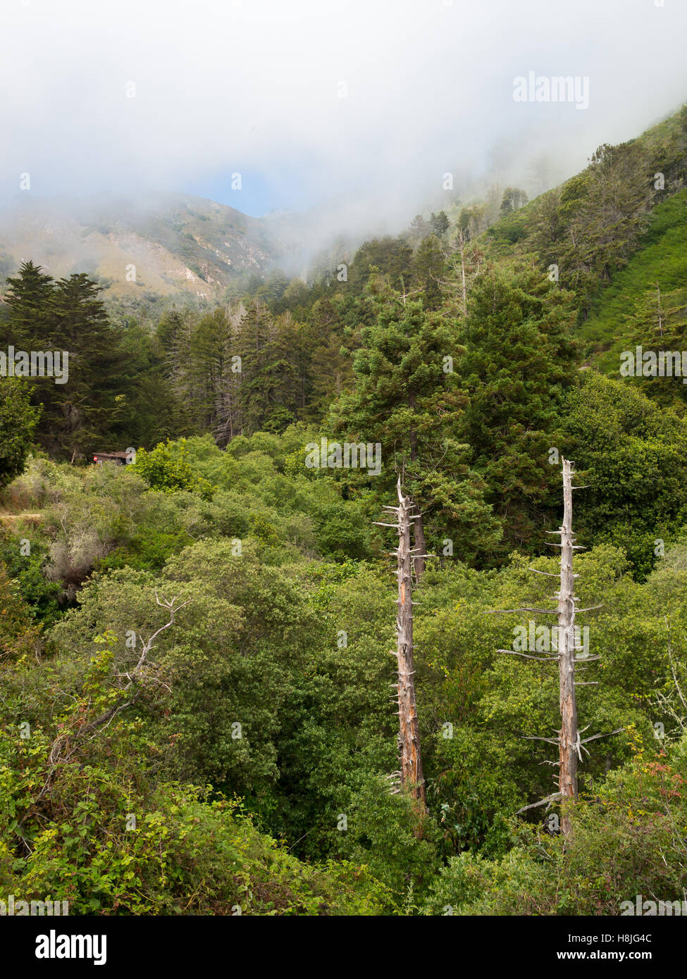 Big Sur landscape with clouds over the forest Stock Photo - Alamy