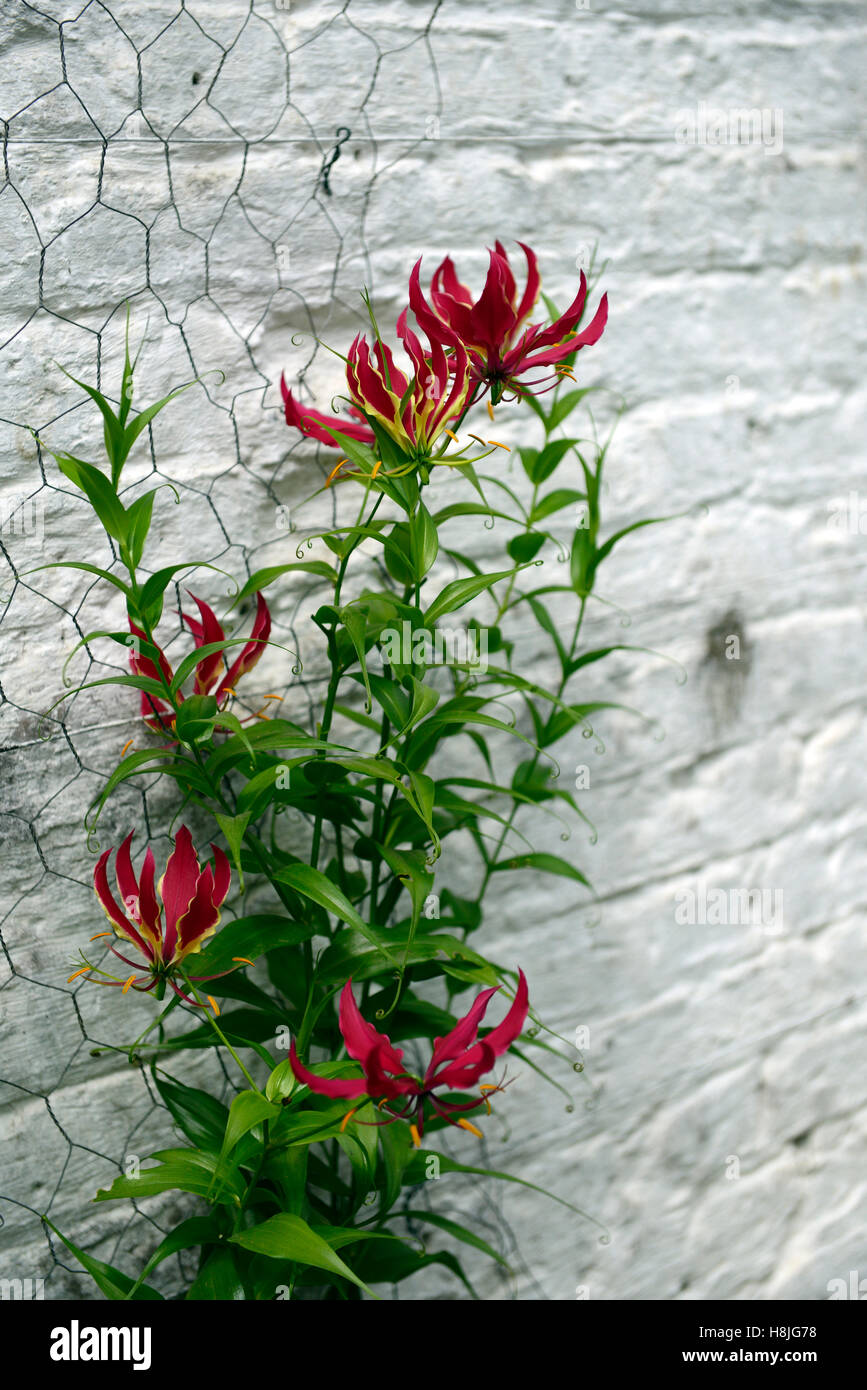 gloriosa superba rothschildiana lily climber climbing creeper plant red yellow exotic flowers flower flowering RM Floral Stock Photo