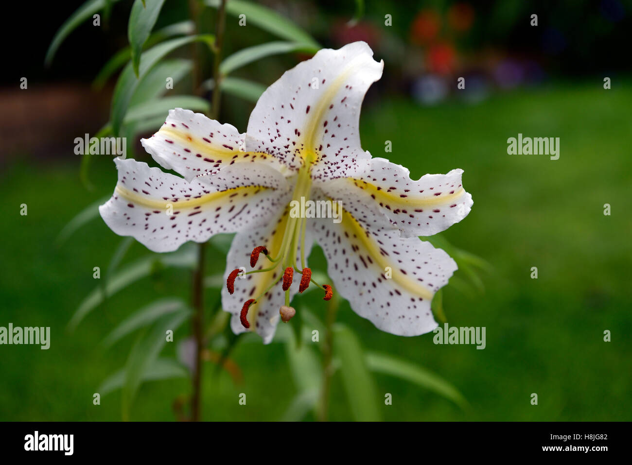 lilium auratum golden rayed goldband lily lilies white speckled species japan japanese mountain lily RM floral Stock Photo