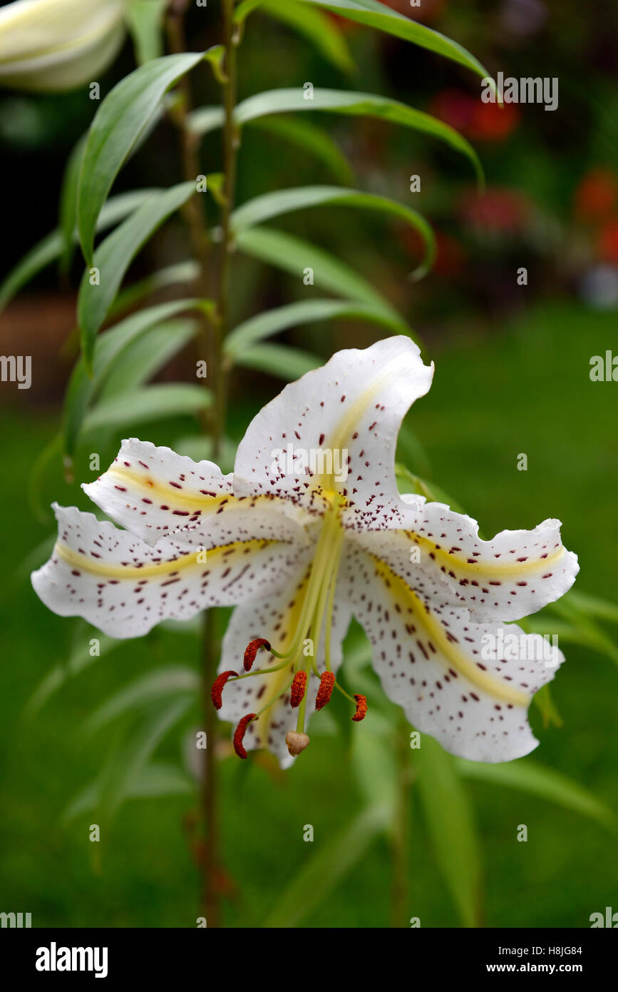 lilium auratum golden rayed goldband lily lilies white speckled species japan japanese mountain lily RM floral Stock Photo