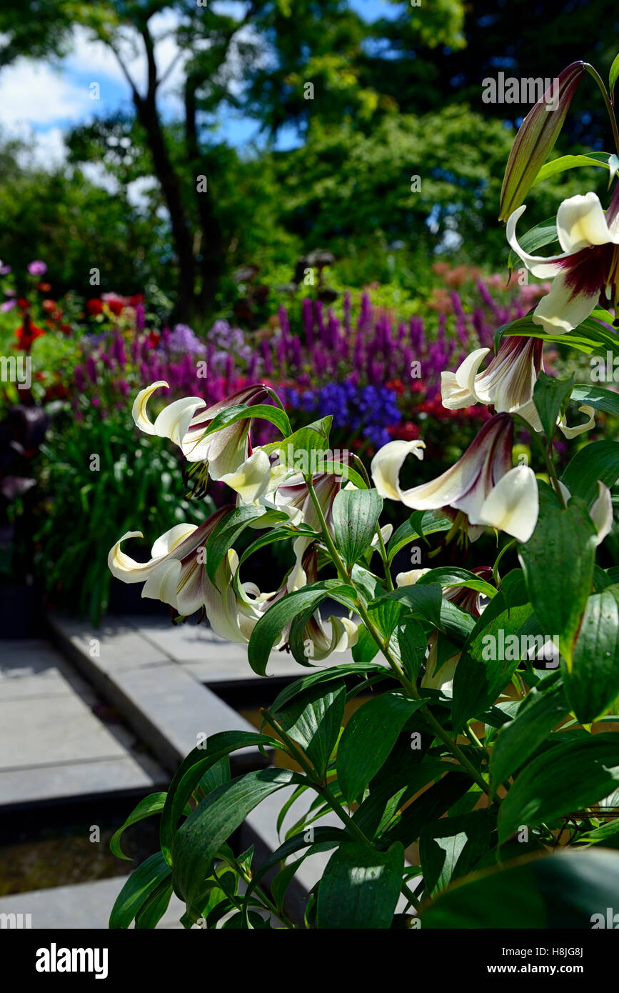 Lilium Kushi Maya Hybrid lily lilies Nepalense x Oriental sweetly scented pendulous flowers
