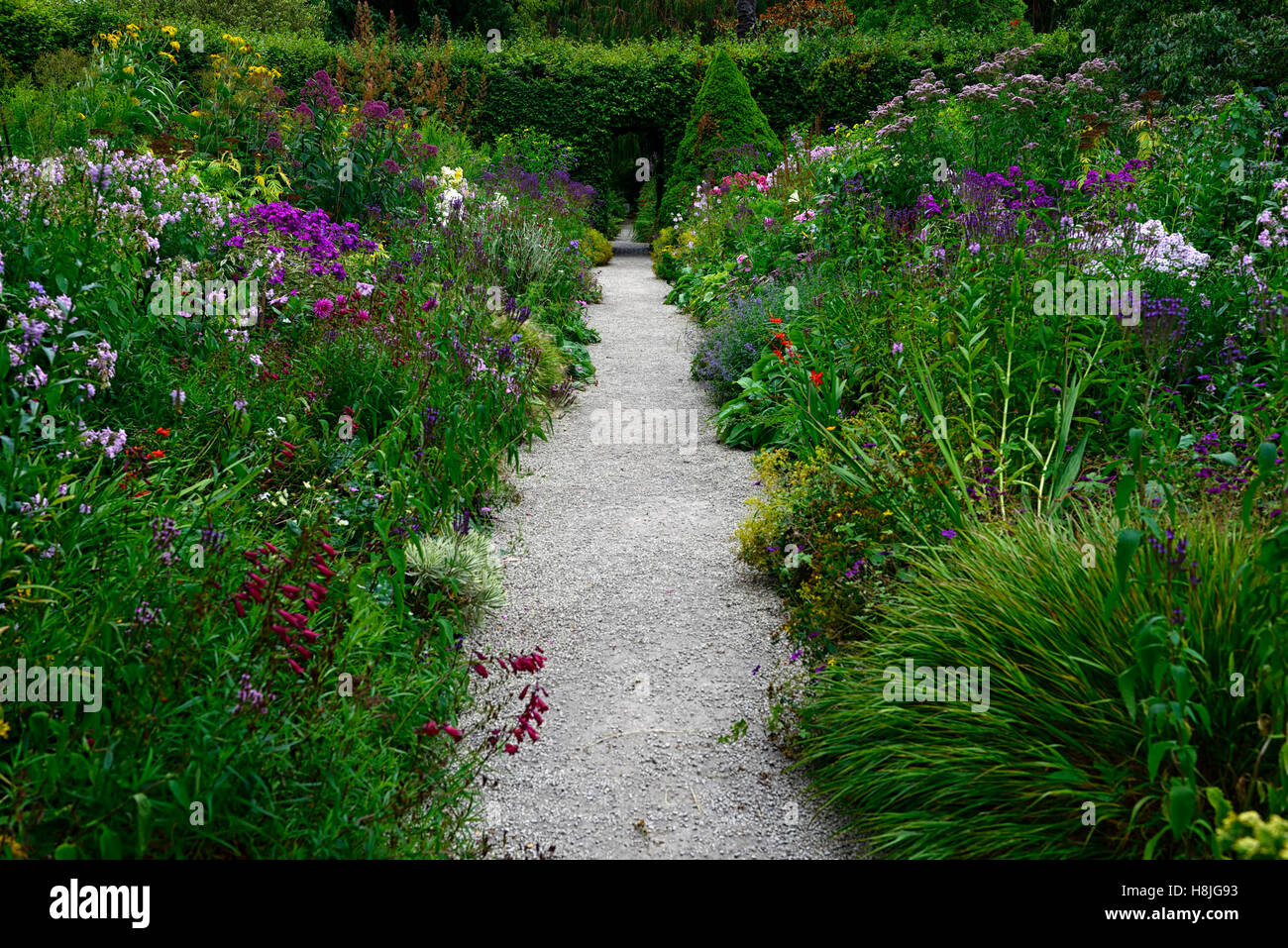 double herbaceous border borders perennial mix mixed planting scheme beech hedge mount usher gardens wicklow RM Floral Stock Photo