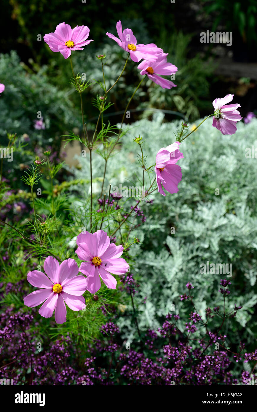 pink cosmos silver senecio bed bedding plant plants mix mixed combination annual display summer flowering flowers RM Floral Stock Photo
