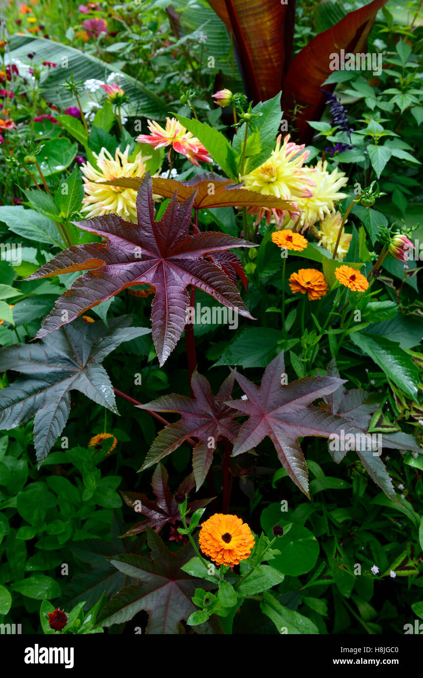 ricinus communis dark leaves foliage castor oil plant toxic poisonous
