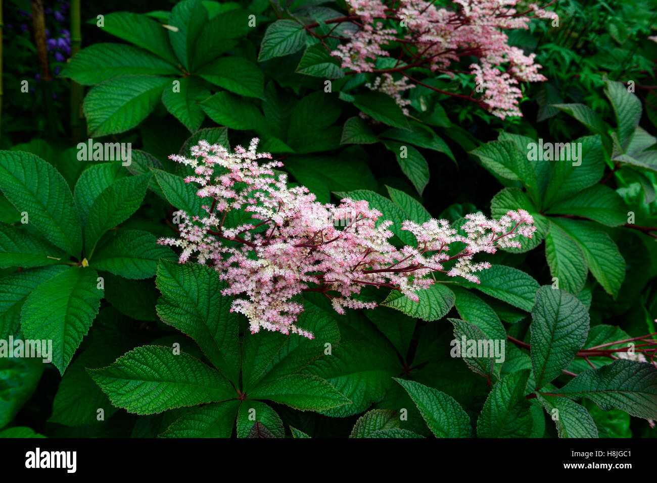 Rodgersia pinnata pink white flower spike spikes spires flowers flowering perennial lobed foliage leaves RM Floral Stock Photo