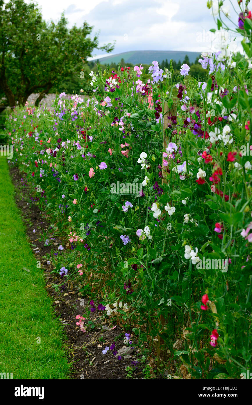 lathyrus sweet peas pea grow growing up fence fencing plant supports frame frames summer annuals climbers climbing flowers Stock Photo