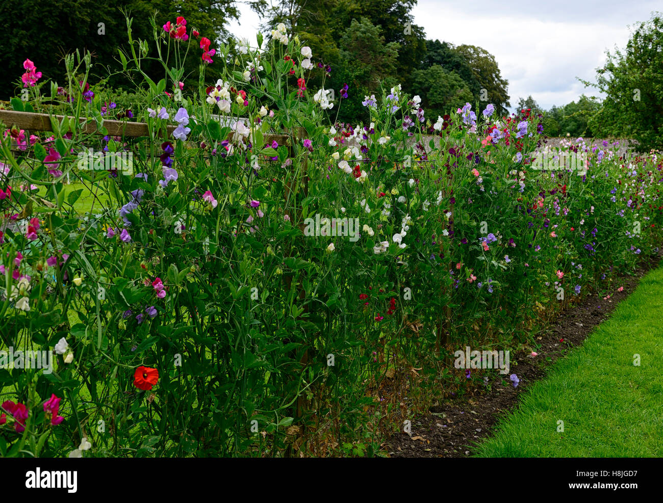 lathyrus sweet peas pea grow growing up fence fencing plant supports frame frames summer annuals climbers climbing flowers Stock Photo