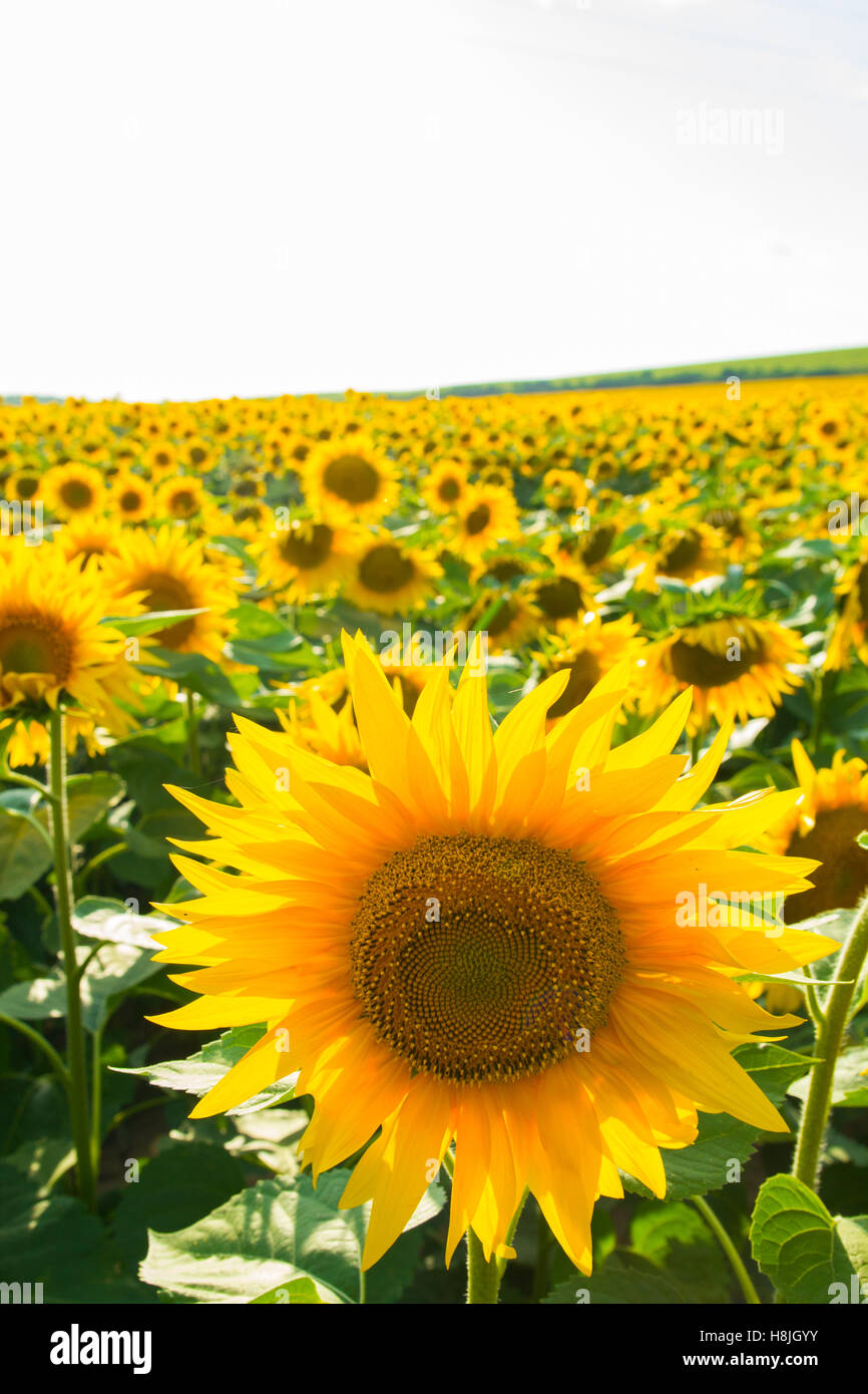Blooming sunflower field Stock Photo - Alamy