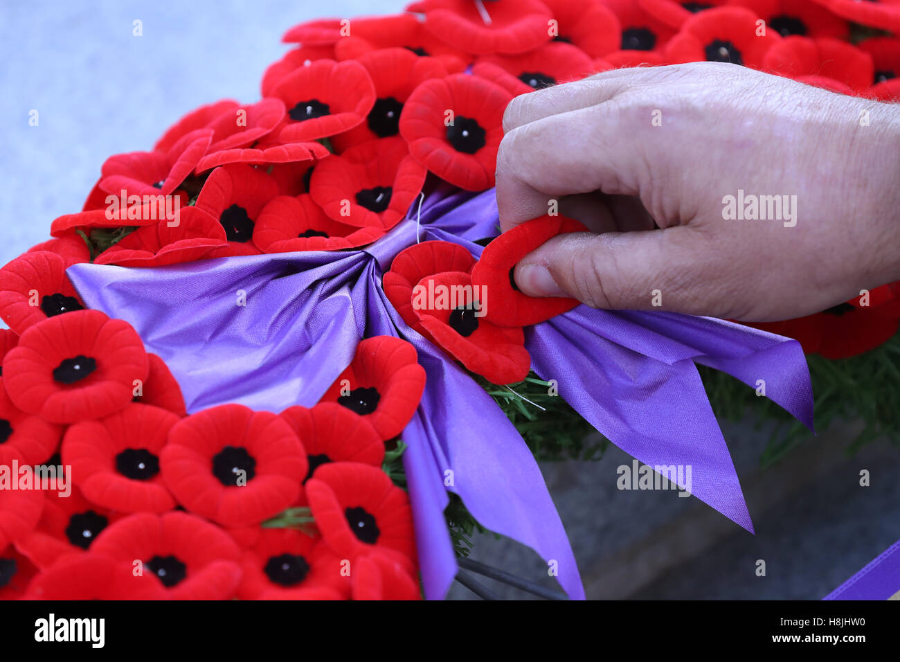 A man adds a poppy to the People's Wreath on the cenotaph on Remembrance Day in Kingston, Ont., on  Nov. 11, 2016. Stock Photo