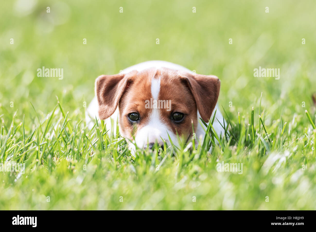 jack russel puppy on green lawn Stock Photo