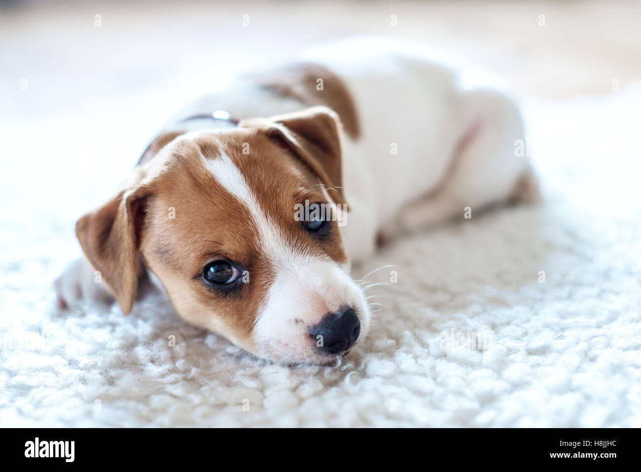 jack russel puppy on white carpet Stock Photo