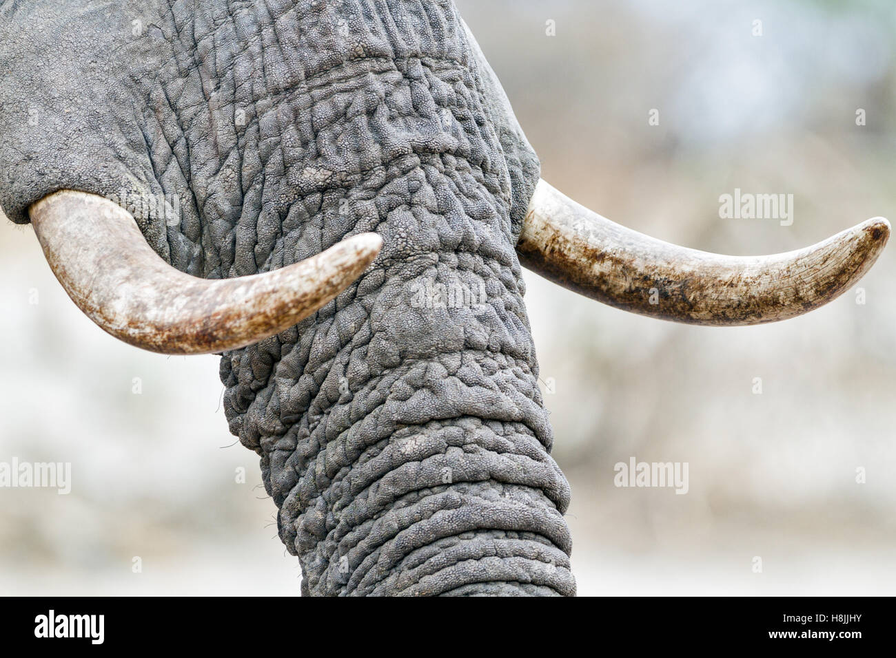 Part of a series of images documenting the complex social interactions of the African elephant when they gather to drink. Stock Photo