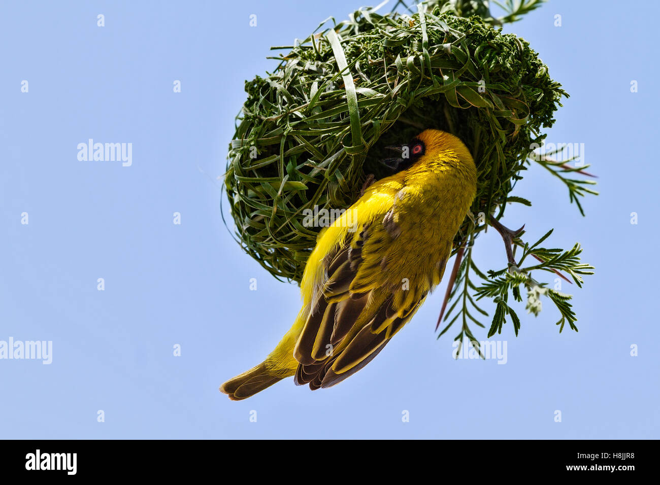 Southern Masked Weaver (Ploceus velatus) nest building, Botswana Stock Photo