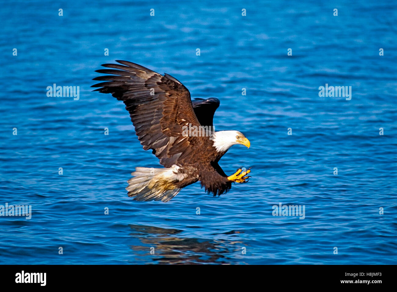 Bald Eagle flying low over water about to catch a fish Stock Photo