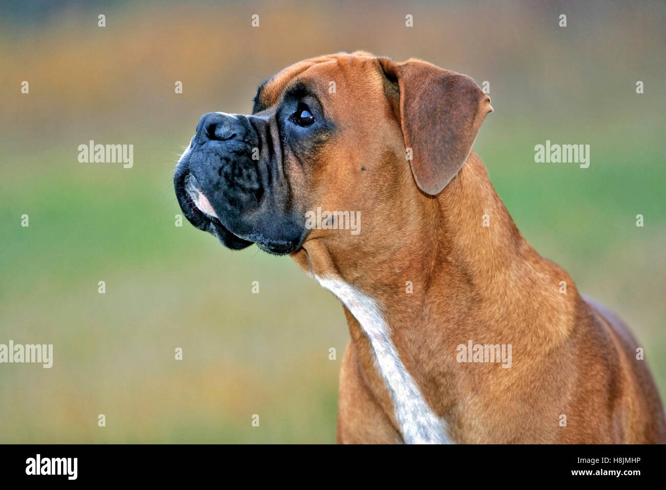 Male boxer profile hi-res stock photography and images - Alamy