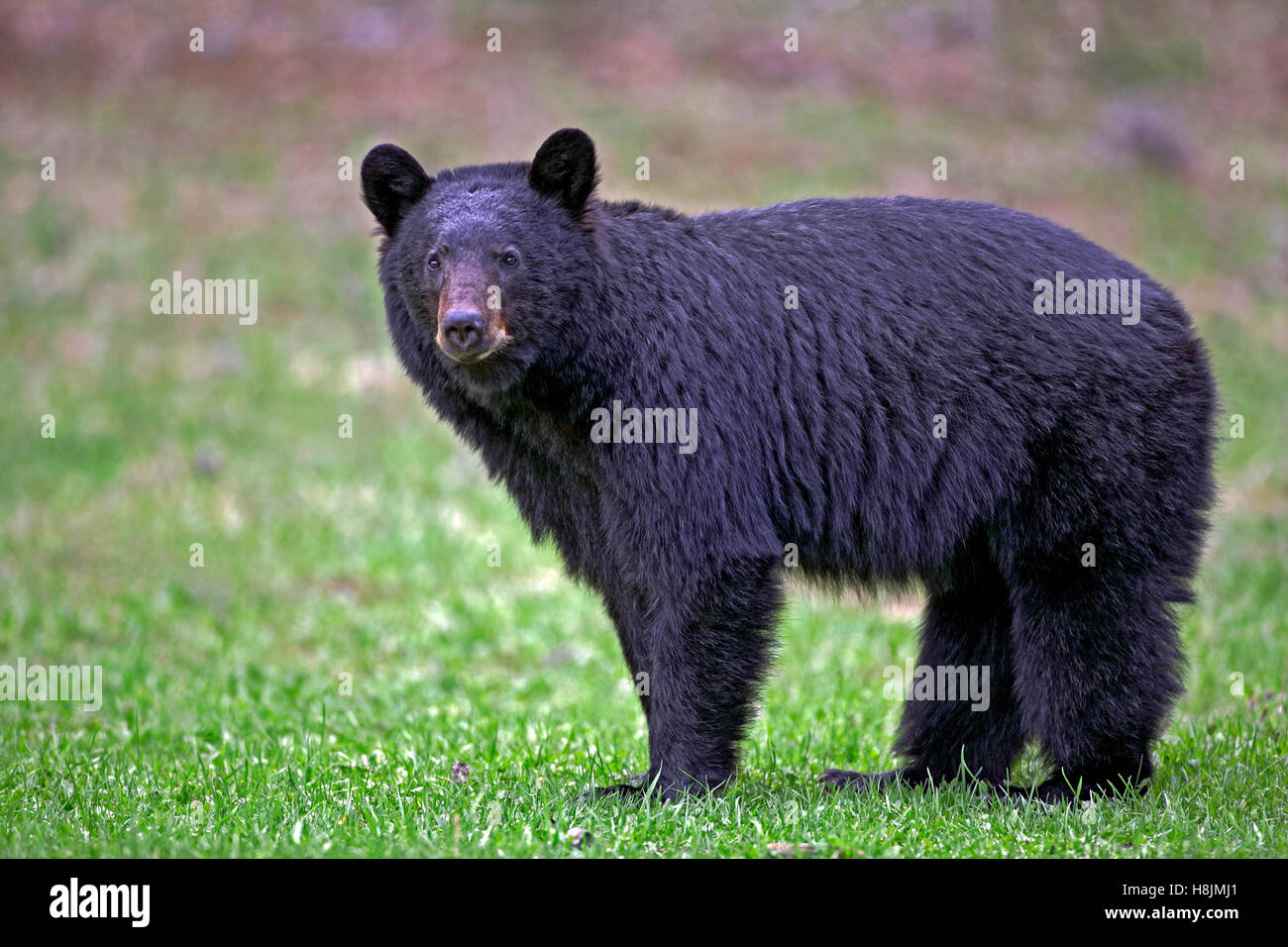 Black Bear standing in meadow, portrait ( Ursus americanus ) Stock Photo