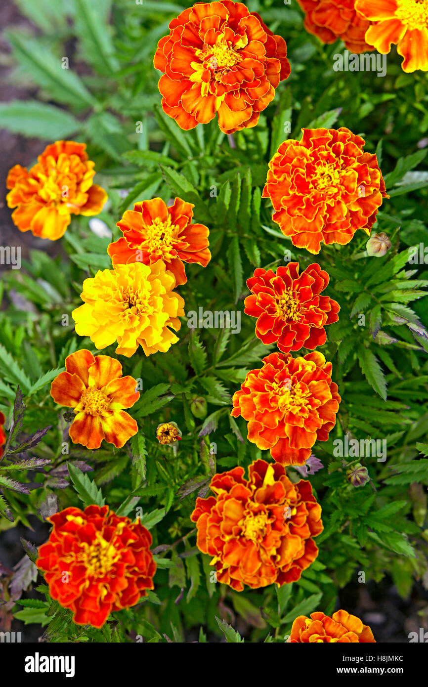 Detail of yellow and red Garden flowers blooming Stock Photo Alamy