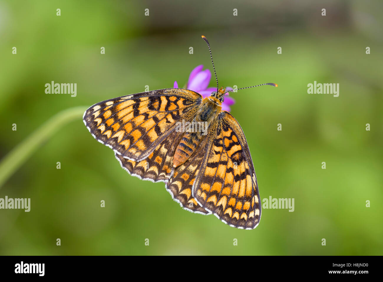 Flockenblumen-Scheckenfalter, Melitaea phoebe, Knapweed Fritillary Butterfly Stock Photo