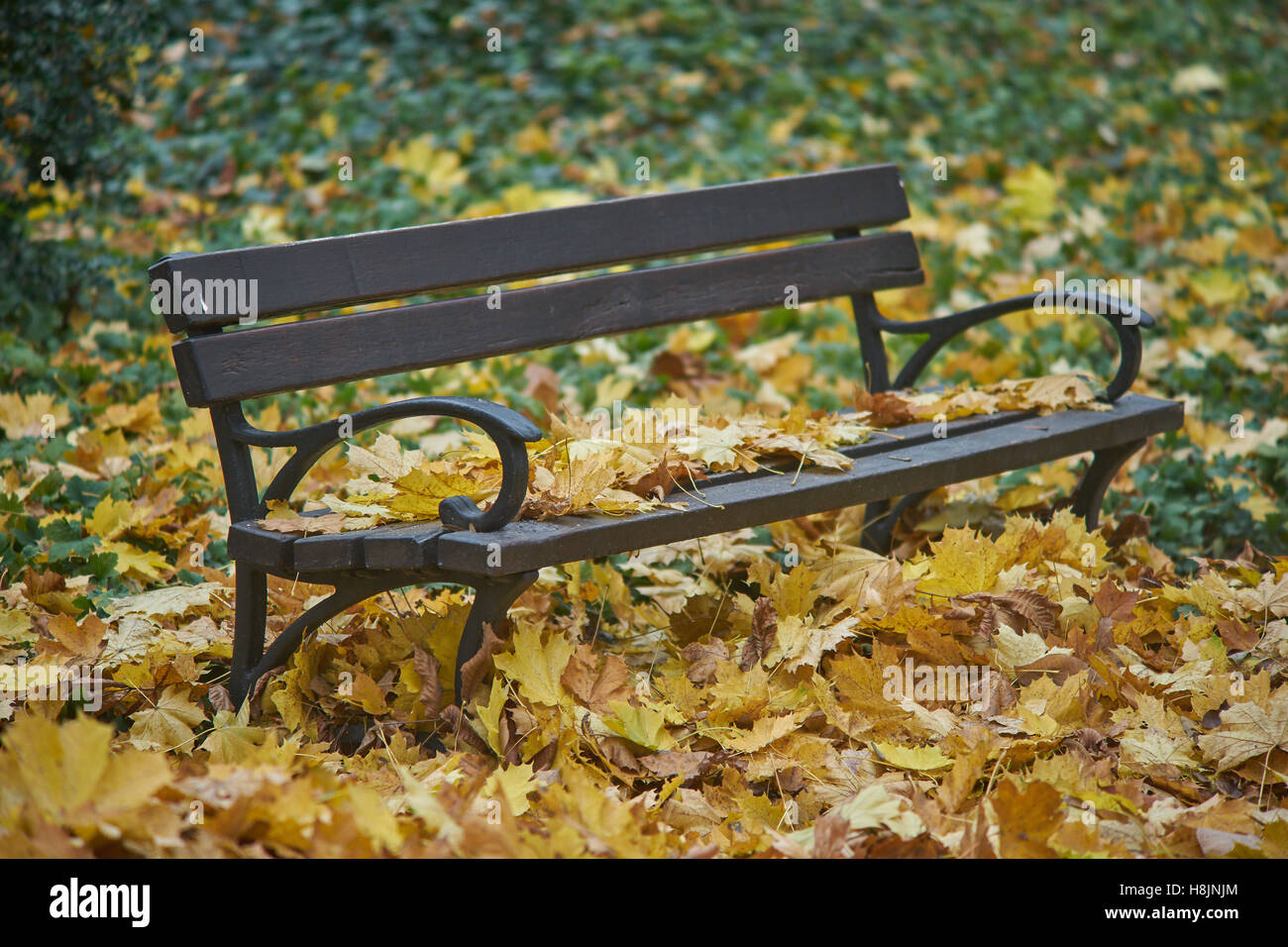 Empty bench covered with fallen autumn leaves nostalgia Stock Photo - Alamy