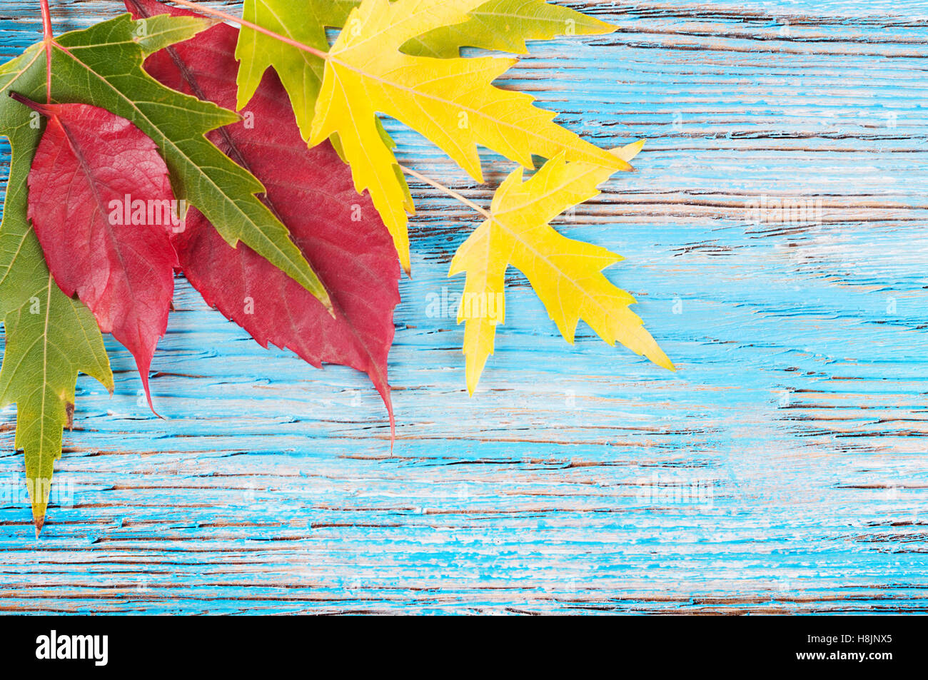 Autumn background with yellow and green maple leaves on a blue wooden ...