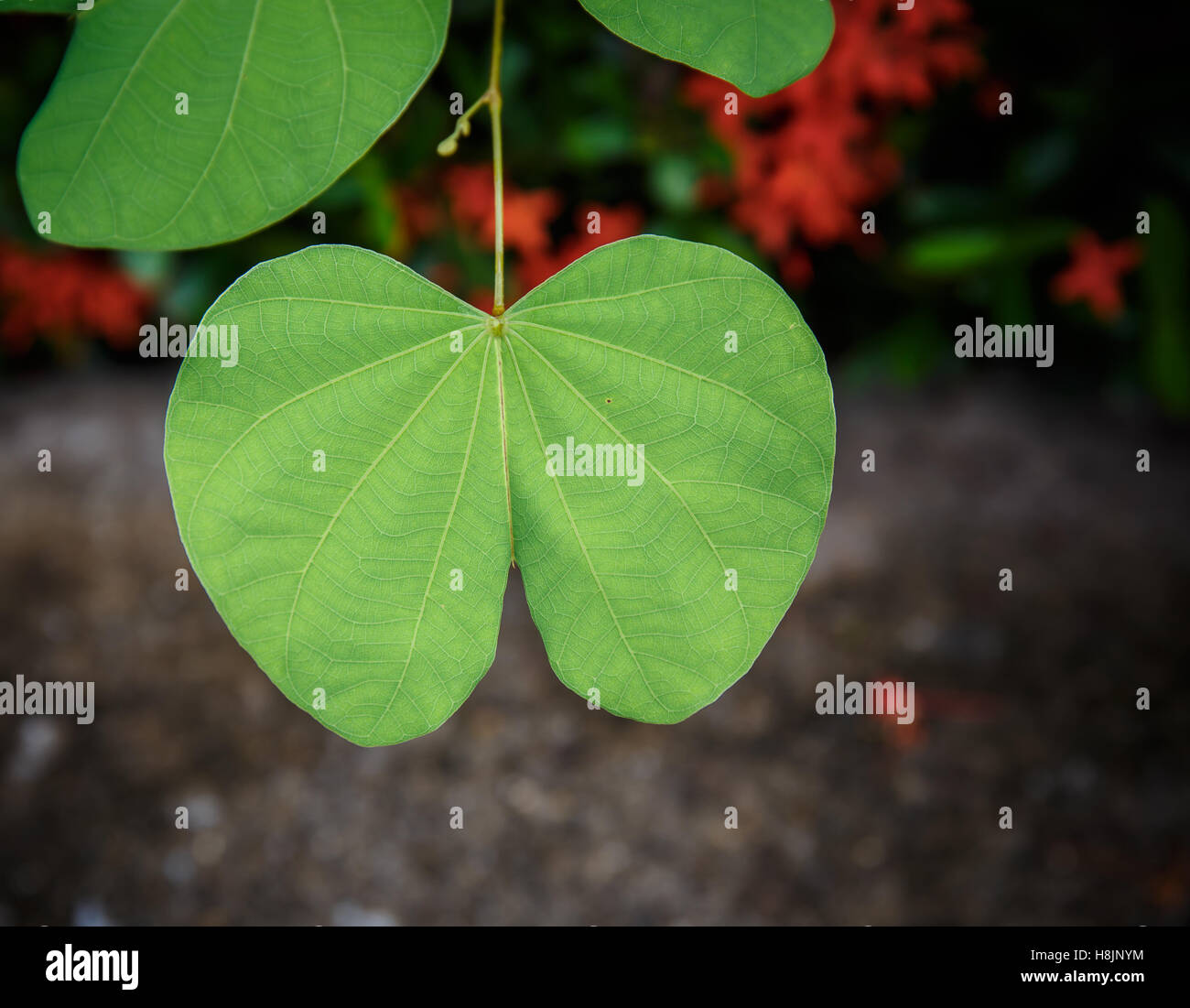 Green leaf close up background Stock Photo - Alamy