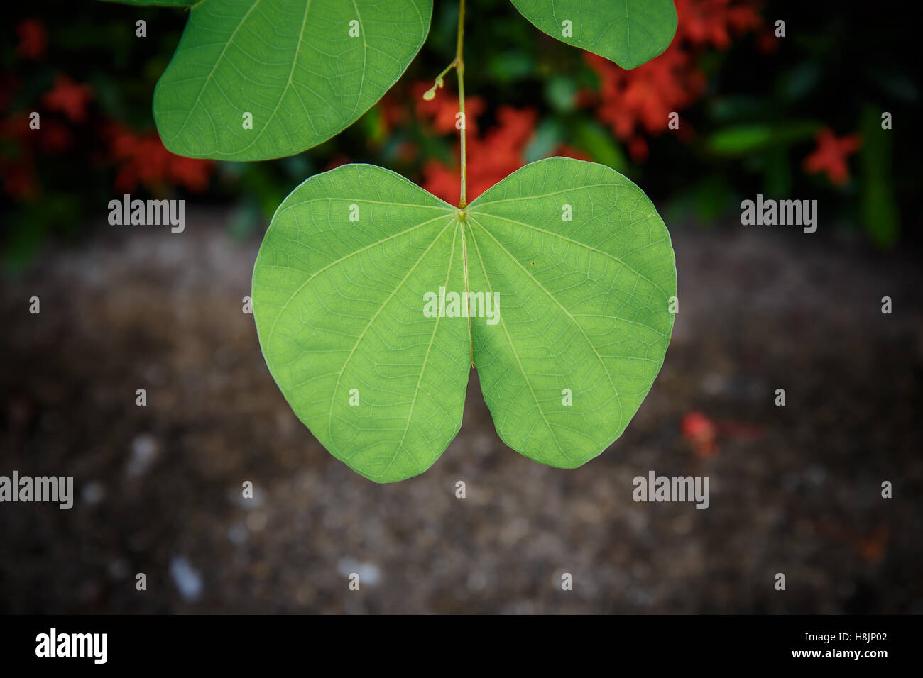 Green leaf close up background Stock Photo - Alamy