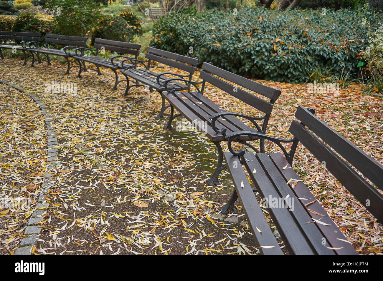 Empty benches among fallen autumn leaves nostalgia Stock Photo