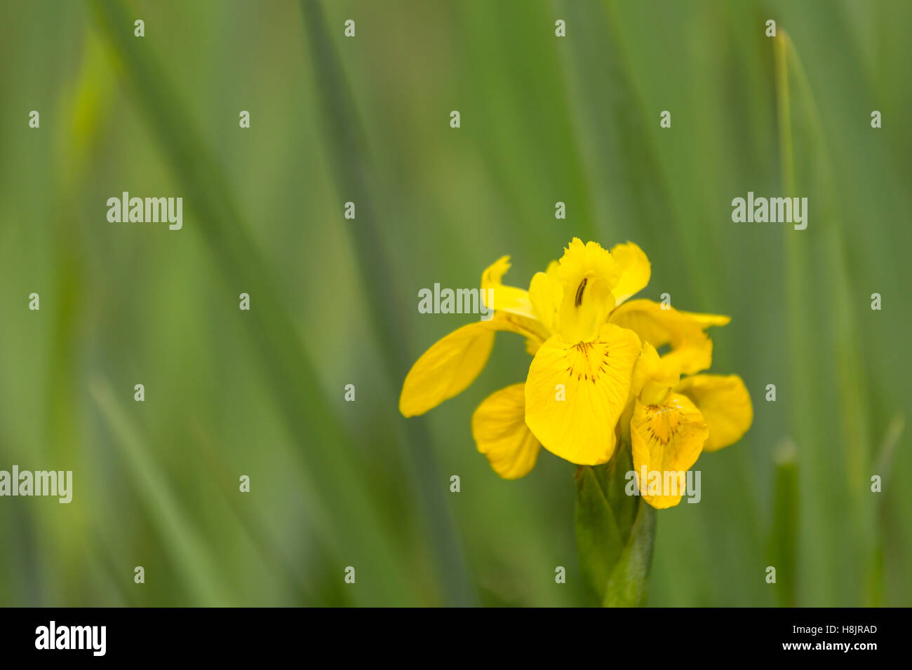 Yellow flag, (Iris pseudacorus) invasive species in Dartmoor, UK. Stock Photo