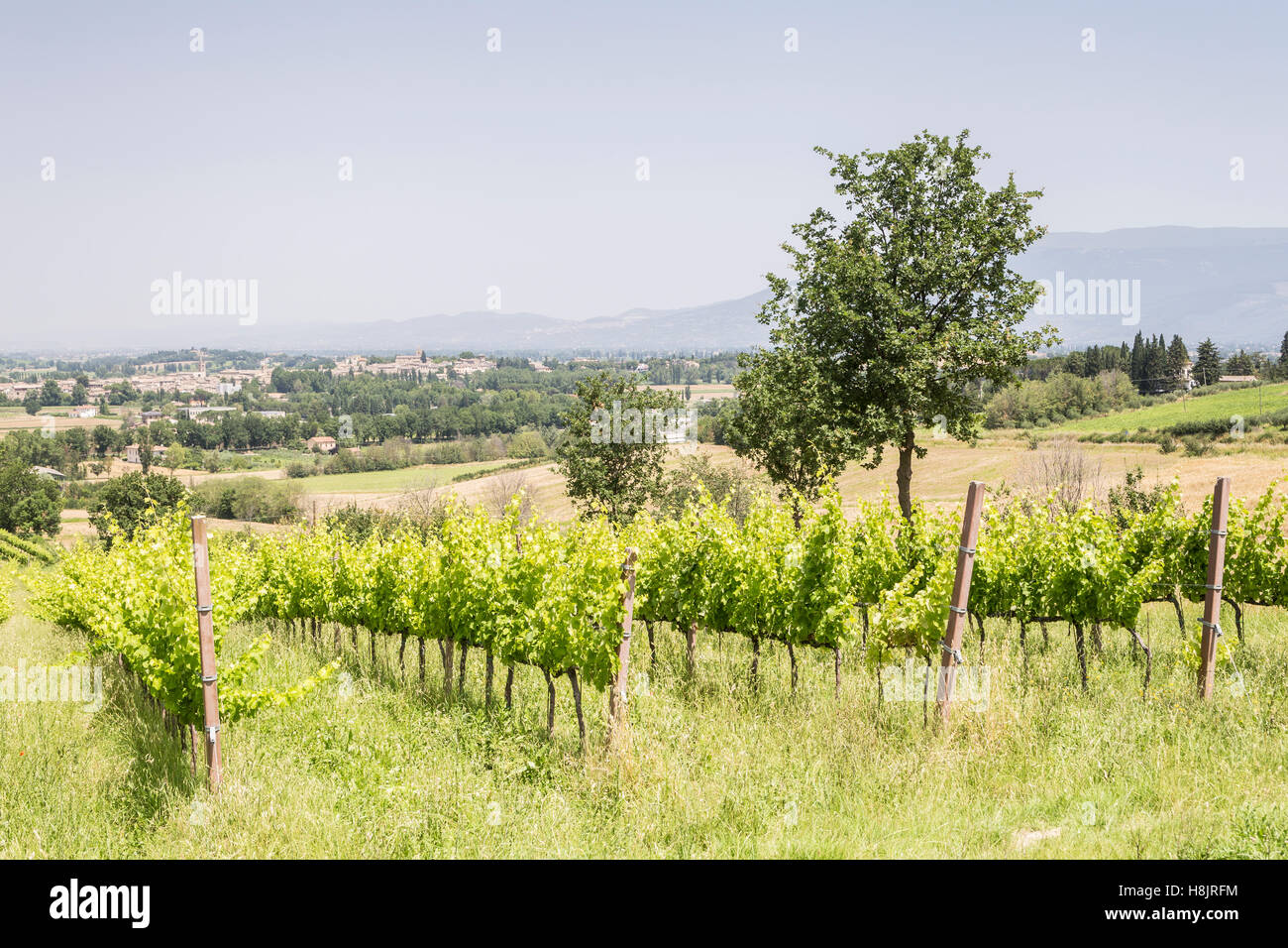 Sagrantino grape hires stock photography and images Alamy