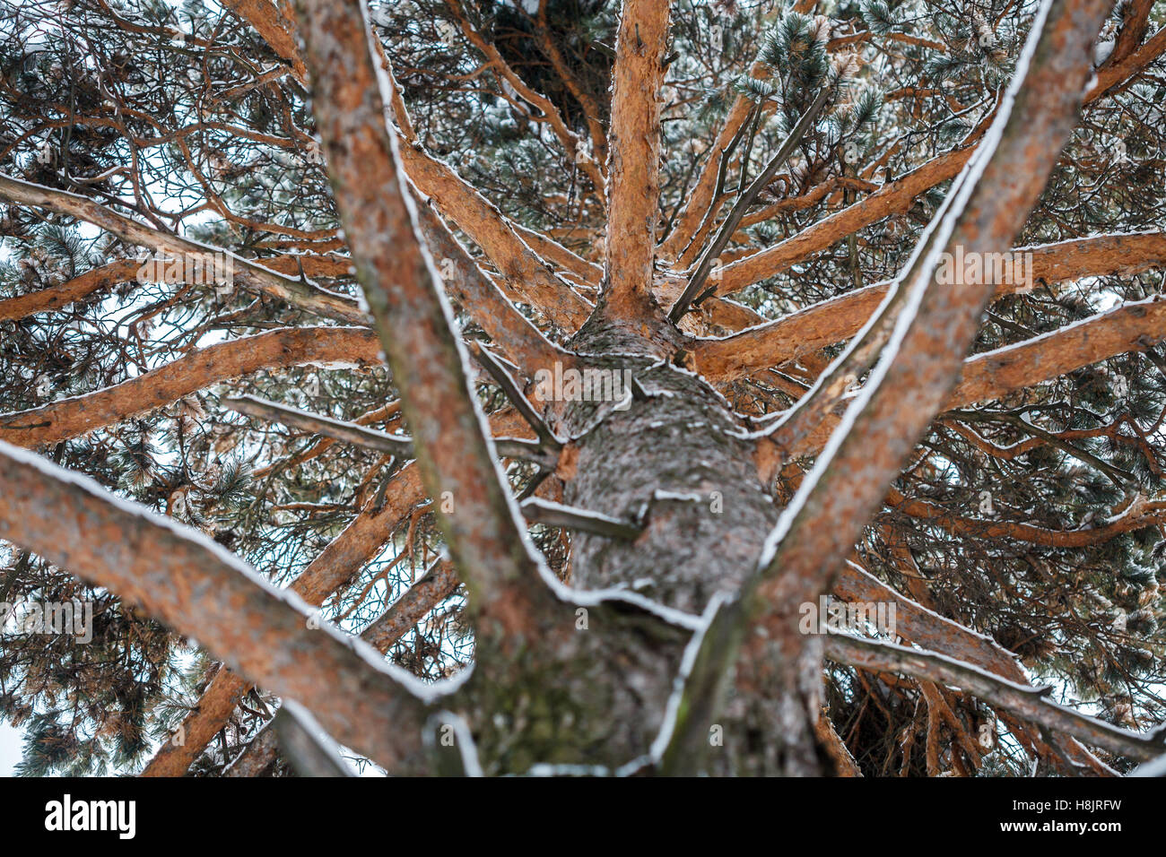 Unusual view of winter pine tree, from bottom to top Stock Photo