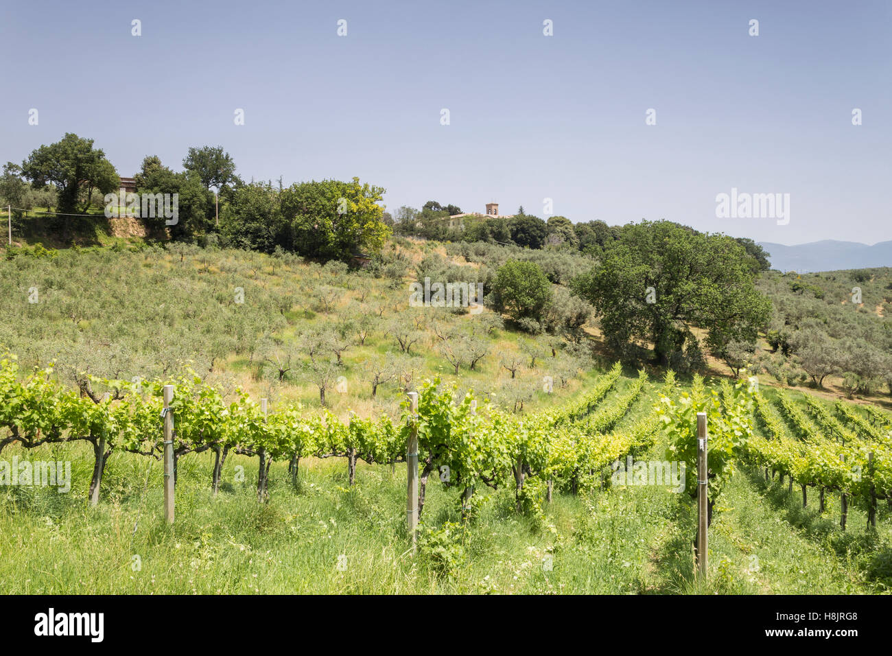 Sagrantino grape hires stock photography and images Alamy