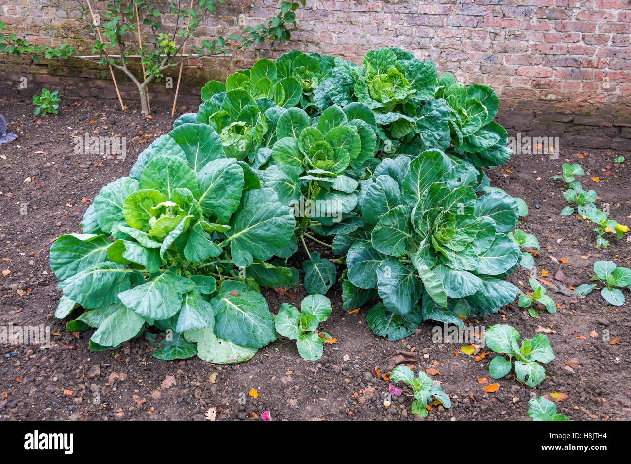 Cabbages growing in the Edible Garden at the Walled Rose Garden Wynyard