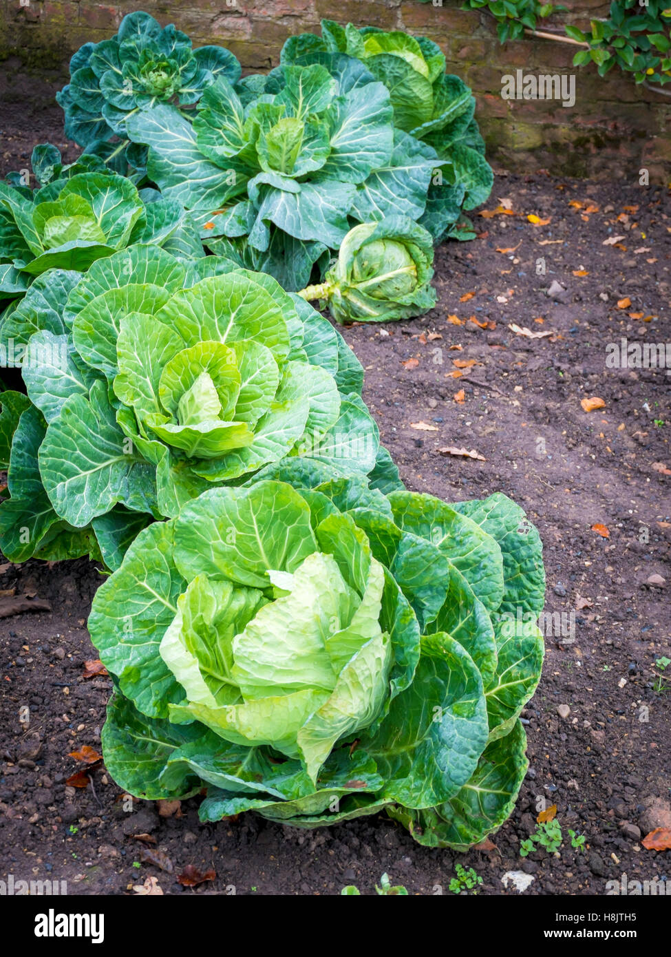 Cabbages growing in the Edible Garden at the Walled Rose Garden Wynyard