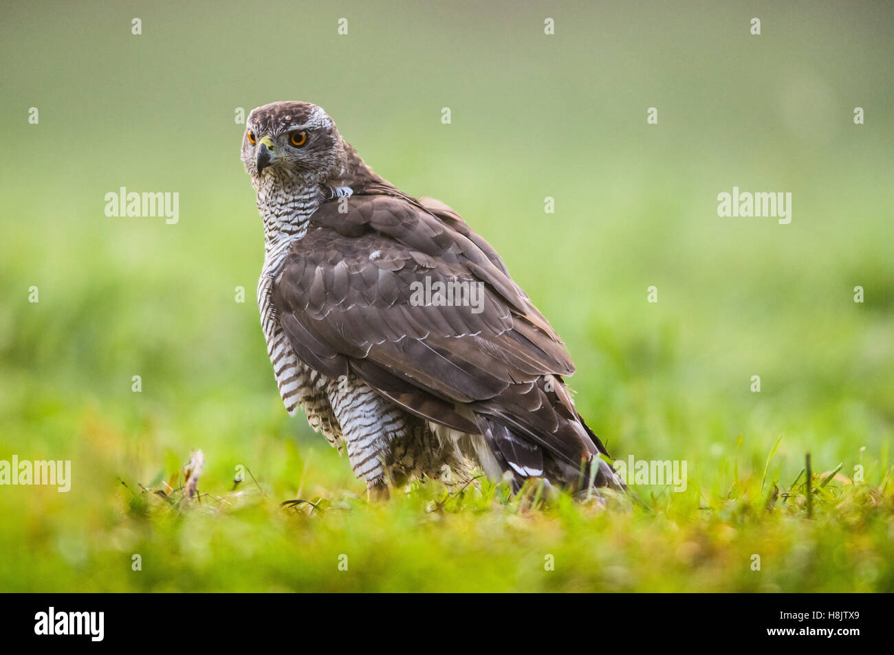 National bird of poland hires stock photography and images Alamy