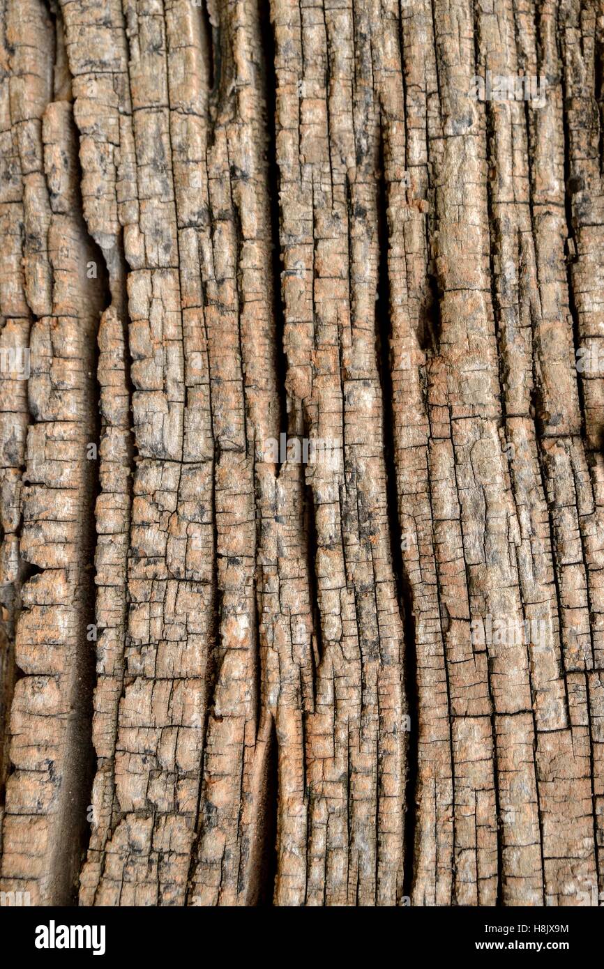 Bark detail Stock Photo