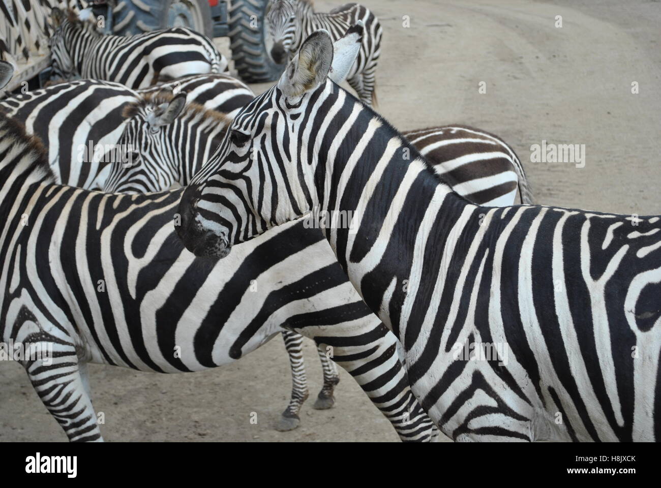 Herd of Zebra Stock Photo - Alamy