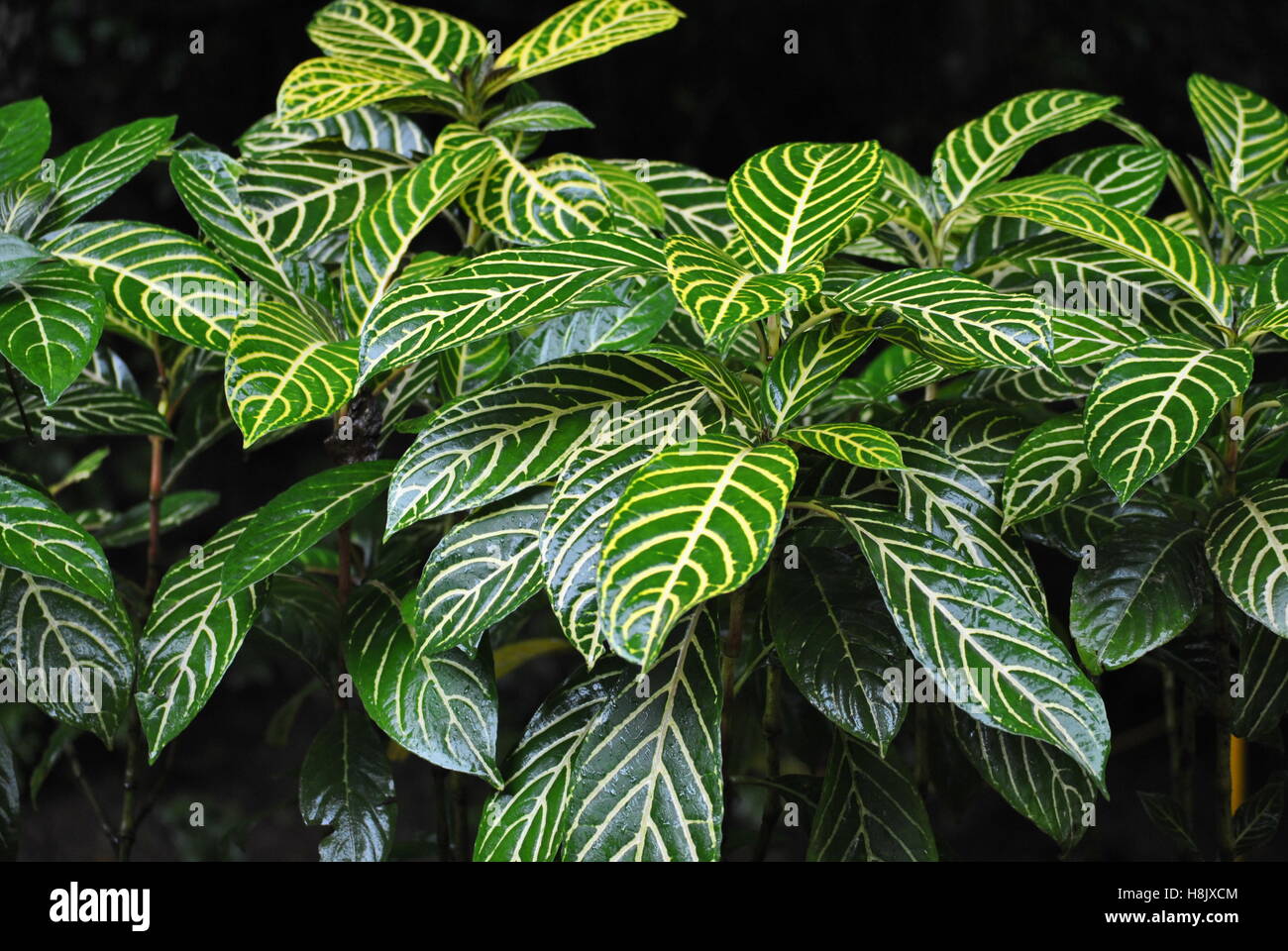 Green Outdoor Plant with Yellow Striped Veins in Rain Forest near Jaco Costa Rica Stock Photo