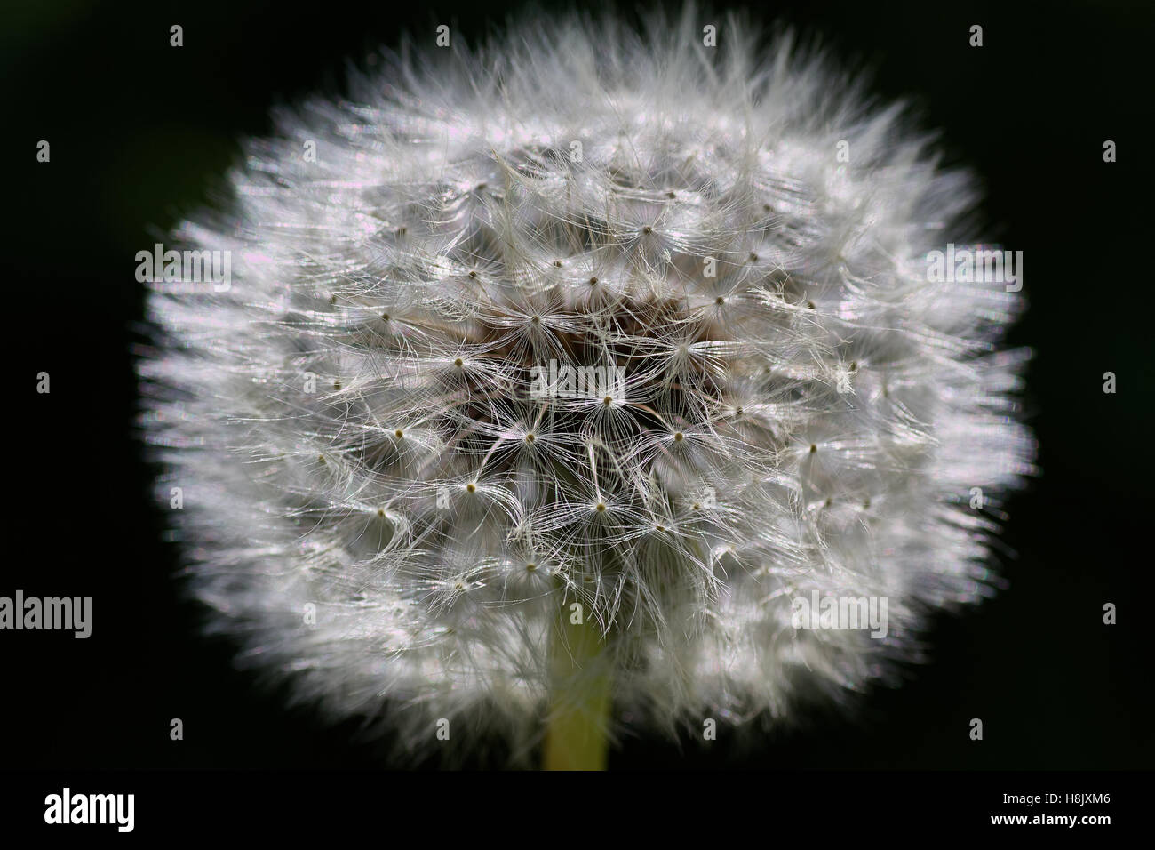 White flower dandelion hi-res stock photography and images - Alamy