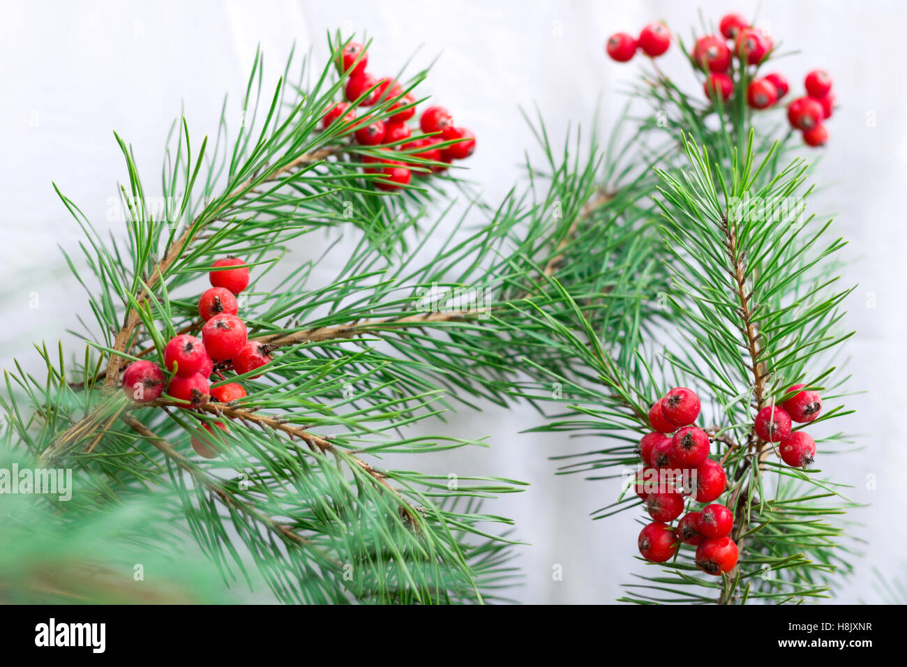 Christmas and New Year seasonal background with pine tree branches and ...
