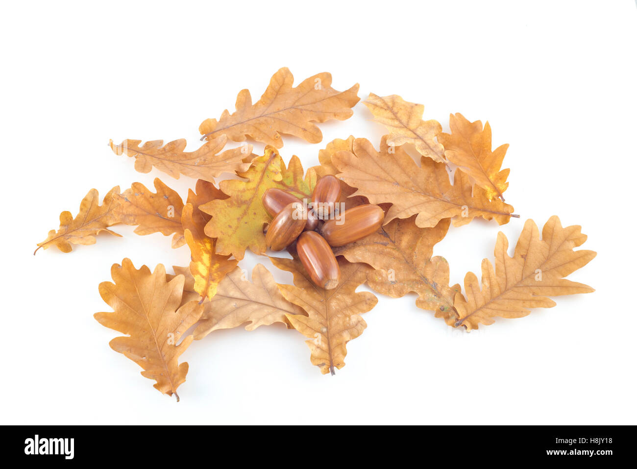White oak acorns hi-res stock photography and images - Alamy