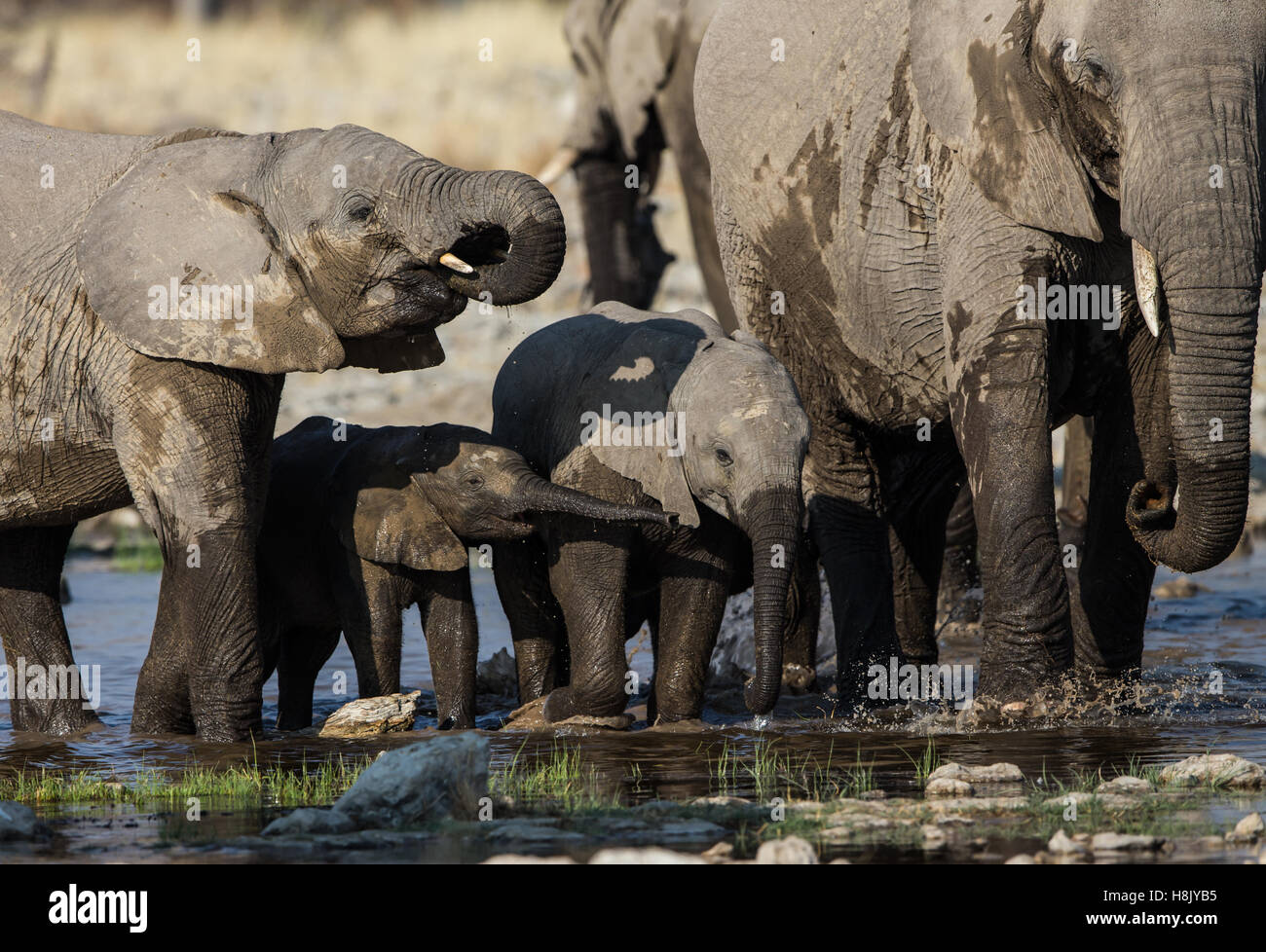 Elephant group at Etosha Game Park drinking at a waterhole Stock Photo