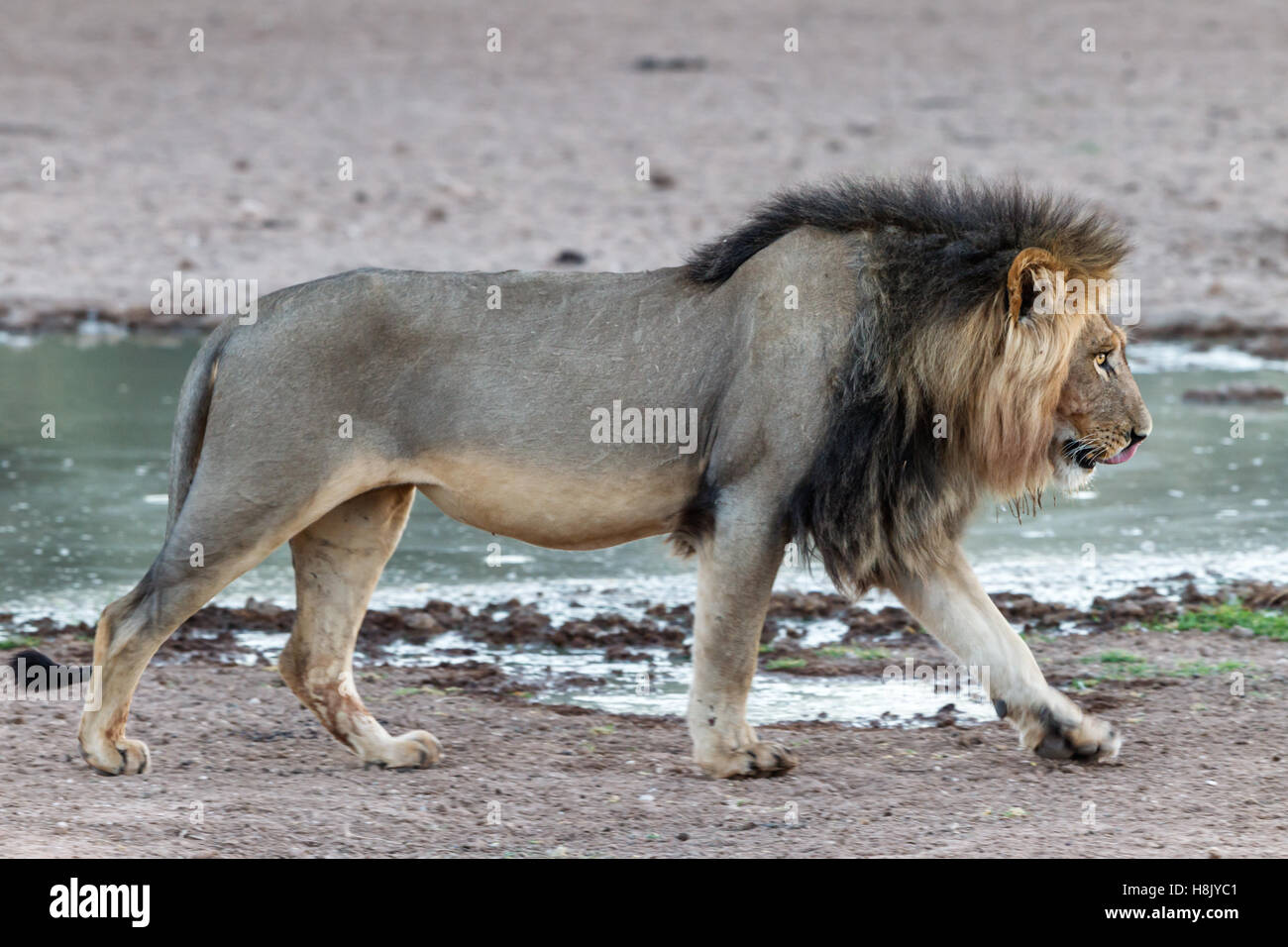 Male lion full view hi-res stock photography and images - Alamy
